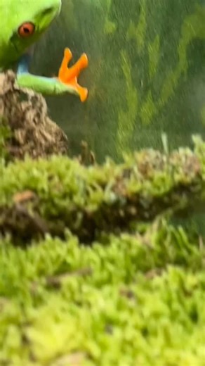 🐸 👋 Good morning from the Red eyed tree frogs… ‼️Did you know the frog’s bright red eyes and colorful body serve as a defense mechanism called “startle coloration.” When threatened, the frog suddenly opens its eyes and flashes its colors, temporarily confusing predators! Check these amazing animals out next time you visit Rainforest Adventures #rainforestadventureszoo #smokymountains #mypigeonforge #visitsevierville #rainforestadventurezoo #zoobaby #redeyedtreefrog #frogcore | Rainforest Adven