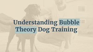 https://www.thelabradorsite.com/bubble-theory-dog-training/ Have you heard about bubble theory dog training? If you have a reactive dog, I think it’s a really helpful way to visualize the problem. It doesn’t exactly add anything new to what we already know about reactivity, thresholds, and counter conditioning, but it can help you understand all of those things better – especially if you are a visual learner. And most importantly, it can improve your chances of succeeding with counter conditioni
