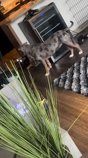 54 reactions · 9 comments | Paisley don’t bark often and she’s been guarding the door all morning…類 #stink #puppylove #merlebully #lapdog | Tavish Terrill | Facebook