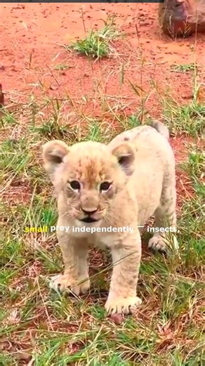 How Lion Cubs Learn to Hunt — and Why They Fail First #shorts #wildlife #lion