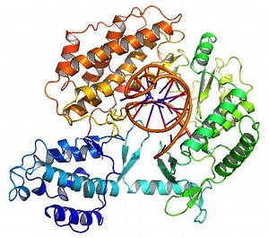 Telomerase - Alchetron, The Free Social Encyclopedia