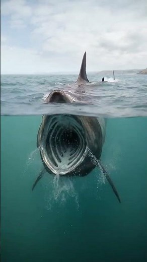 40 FT GIANT SHARK Surfaces Rarely! | The Ocean's Gentlest Monster Revealed #shortsforkids