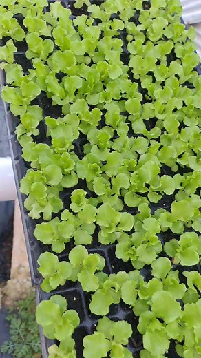Grow Lettuce: Life Cycle from Seedling to Harvest