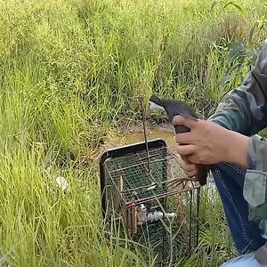 Trap bird is easy | Animals Trap