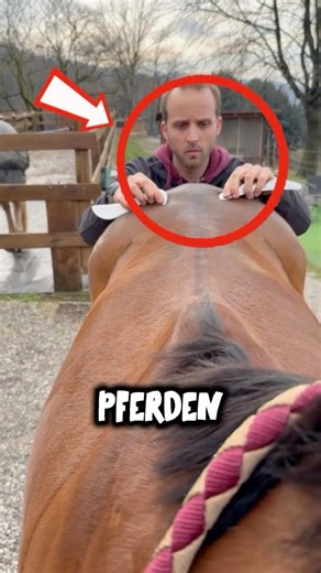 The cracking sound in horses