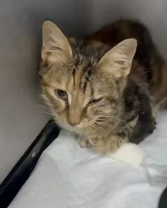 Animals Lebanon on Reels