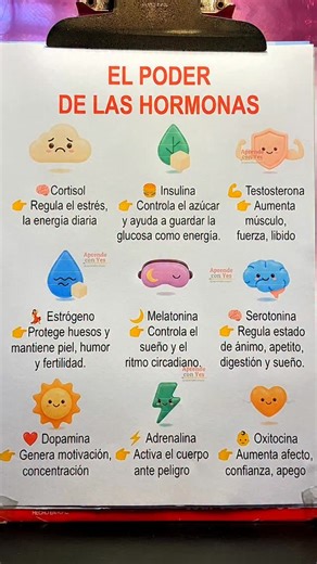 @aprendecon_yes on Instagram: "Hormonas"