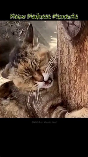 Purr Party Pandemonium