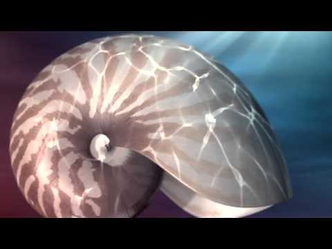 Nature by Numbers (Fibonacci Sequence & The Golden Ratio)