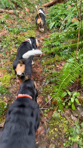 Following the leader, the leader, the leader, we’re following the leader where ever we may go! | Dilley’s Country Bassets