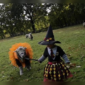 206K views · 3.7K reactions | Happy Halloween to all our Pony Pals Family around the world! We all know how much Verity and Hugo enjoy a good dress up, so here are some of the highlights from over the years, goodness me, aren't they just the cutest little duo, especially the photos at the end ❤️ #heyhugoletsgo | The Pony Pals Family Storybooks | Facebook