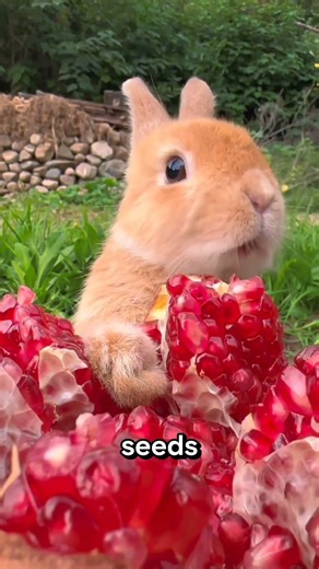 Watch this adorable fluffball nibble on nature’s jewel—pure joy in every bite!#bunny #eating #shorts