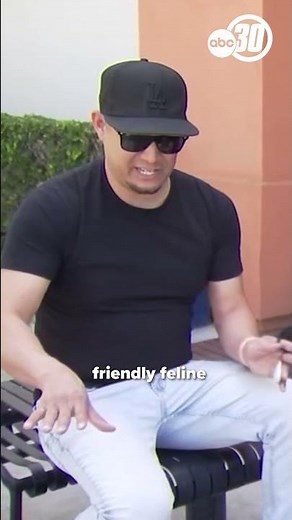 Beloved neighborhood cat named 'Cheeto' goes missing, causing social media stir