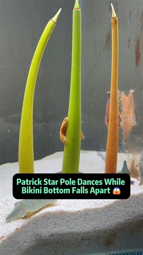 Animaltalkz on Instagram: "Patrick Star Pole Dances While Bikini Bottom Falls Apart 😱 What's going on in Bikini Bottom?! First, Patrick Star shocks everyone with a jaw-dropping pole dance - yes, you read that right. I couldn't believe it either! The last time I was this surprised was when Patrick ate SpongeBob. Ever since that disturbing moment, I've seriously questioned Patrick's mental state, and now… it's confirmed. He's totally lost it. With SpongeBob gone, I was heartbroken. So, I brought 