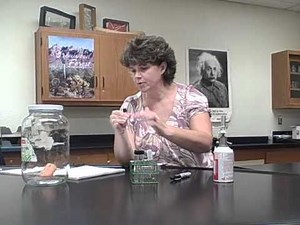 Oxygen and the Growth of Bacteria