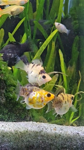 🐟Freshwater Fish #Shorts #Aquariumlivestream4u #Fish