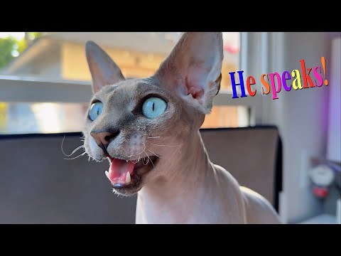 Sphynx Cat Makes The Cutest Sounds