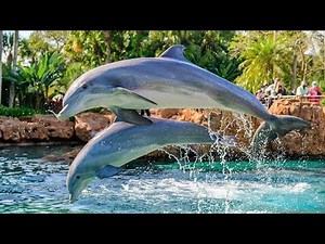 🔴LIVE Amazing Dolphin Show🐬 | SeaWorld Orlando Magic