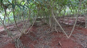Tek Mechanical Cassava Harvester