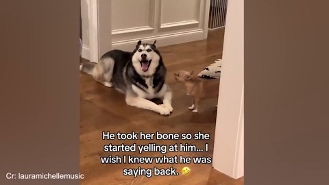 These dogs’ silly antics are impossible not to smile at