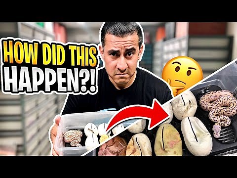 How DiD This Happen? Snake Eggs Gone Bad!!