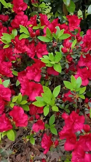 @horttube’s Autumn Fire® is about to put on a flower-to-flower show! 🔥 Soon this landscape will be lit up in bold, true red blooms for fall. Who else is ready for an Encore performance this season? 🙋 | Encore Azalea