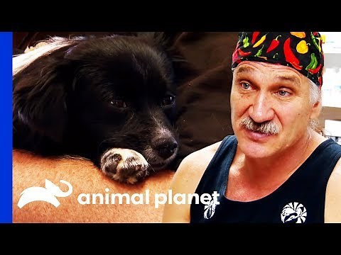 Dr. Jeff Helps Homeless Man Care For His Dog's Broken Paw | Dr. Jeff: Rocky Mountain Vet