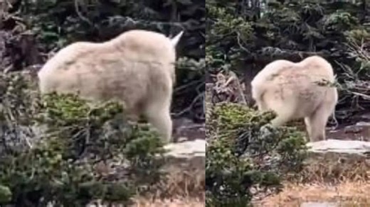 This rare muscular mountain goat garnered over 14 million views online - Watch viral video