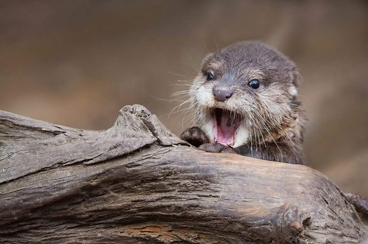 Watch This Baby Otter Learn to Swim for the First Time