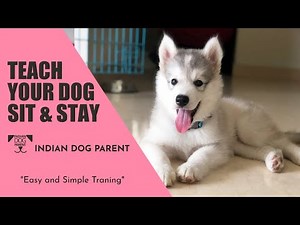 How to Teach Your Dog to Sit and Stay - Training with Siberian Husky