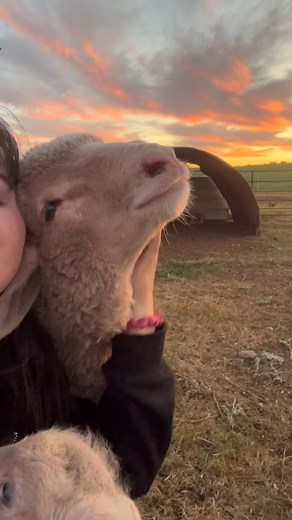 @addies_littlelambs | Some cuddles with Clover ❤️ The lambs are officially fully weaned now! We’re on day 2 of no milk and there’s a whole lot of baaing going... | Instagram
