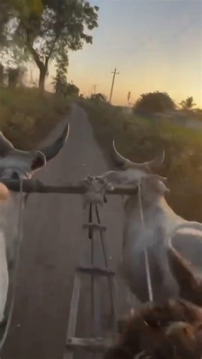 ox vidio#viralvideo #shorts #farminga #trending #youtubeshorts#comedy