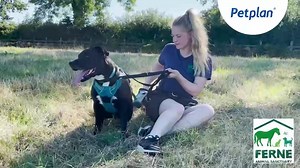 This is Winston, a 7 year old, Staffordshire Bull Terrier at Ferne Animal Sanctuary 🐶 He's a hansome, energetic boy who loves to play ball and go for long walks in the countryside and is looking for his forever home 🏡 If you think you could give him or one of the other animals at the Sanctuary a loving home, head over to the Ferne website 🐾👉 www.ferneanimalsanctuary.org/rehome-an-animal/ | Petplan UK