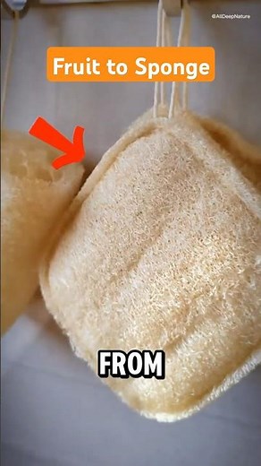 This Fruit Turns Into a Sponge! 🌱 Luffa Will Blow Your Mind!