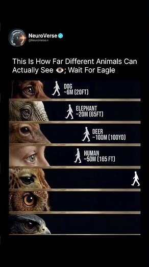 How Far Different Animals Can Actually See