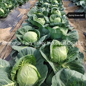 [Hot Item] Hybrid F1 Round Shape Green Cabbage Seeds for Planting-Spring Green Ball