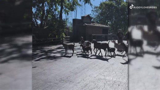 First camels, now goats: Cedar Point investigating after new video shows goats on the loose inside the park