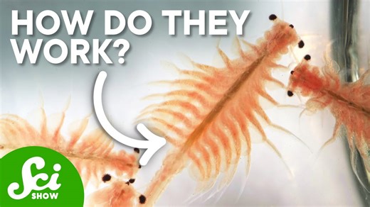 How do brine shrimp survive in packaging for years?
