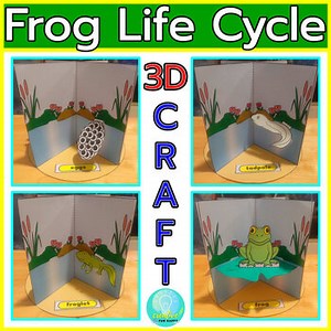 Life Cycle of a Frog 3D Paper Craft Model 4 Stages Sequencing Frog Life Cycle