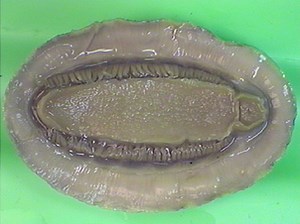 Chitons (Polyplacophora neoloricata)