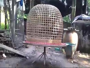 7.5K views · 24 shares | Gamefowl Training...! | ASIL WORLD | Facebook