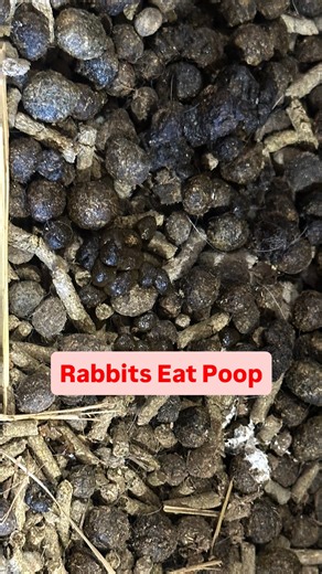 Did you know rabbit eat their poop? For more details and the full length video explaining this process comment “send me your video” and I’ll personally send it to you. | Cox Homestead Kodak