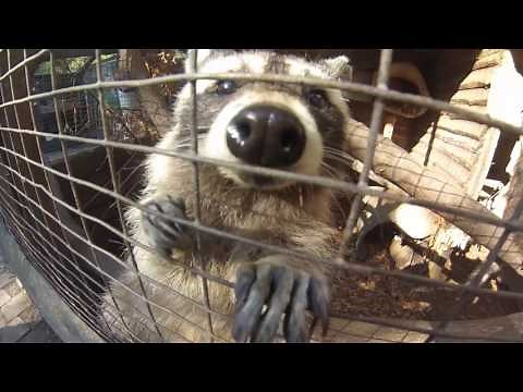Der Waschbär in Nordhessen: So schützt man Haus und Garten