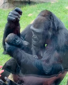 She's so proud of her little baby 🥺🦍 | Tyla