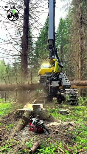 jangan sampe ketemu ini di hutan #faktaunik