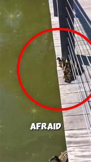 Scared Ducklings Finally Swim! 🌊🐣#duckling #shorts