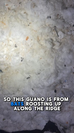 Rodents and bats can share the same attic, and the signs are very different once you know what to look for. Tunneling in insulation points to rodent activity, while dark droppings along ridge vents often mean bats are roosting above. Both can cause damage, odors, and health concerns if left alone. The good news is you do not need to guess. A professional inspection quickly identifies what is going on and what really needs to be done. Sometimes cleanup is minor. Other times, action is urgent. Eit