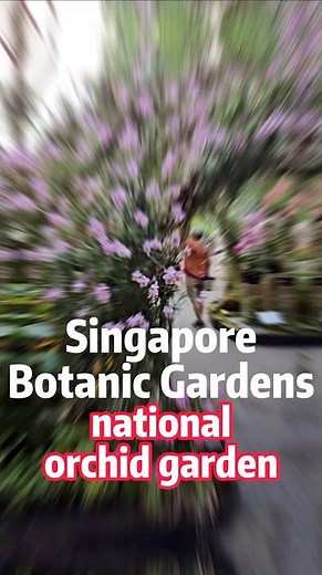 Exploring Singapore’s National Orchid Garden 🇸🇬 World's Largest Orchid Collection