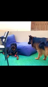 925K views · 10K reactions | No teeth , no hair raise and doesn’t even stand up Boss! Credits to @rottie_guy & @ahmedsobhy | Rottweiler Life | Facebook