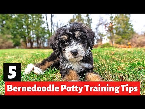 5 Bernedoodle Potty Training Tips | How to House Train a Bernedoodle puppy?